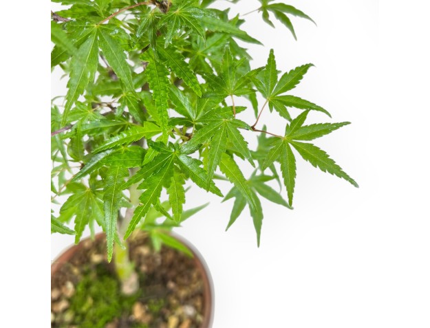 Acer Palmatum Orihime - Ahorne - 33 cm 2