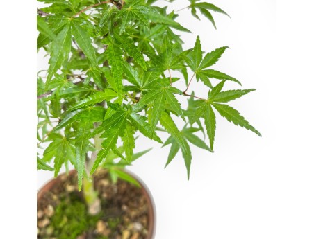 Acer Palmatum Orihime - Ahorne - 33 cm