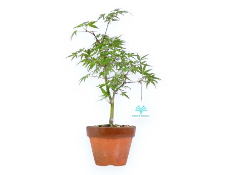 Acer Palmatum Orihime - Acero - 33 cm