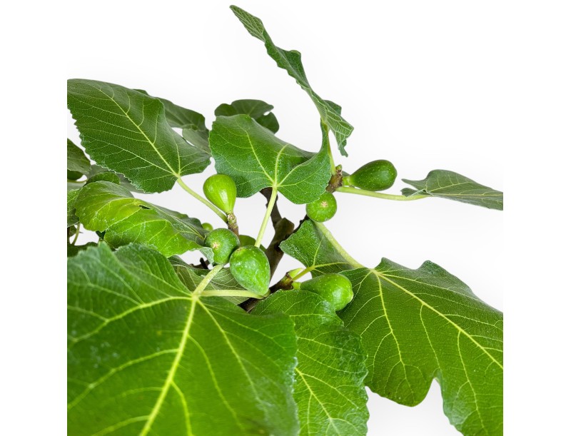 Ficus Carica - Figuier - 41 cm