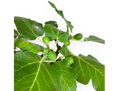 Ficus Carica - Fig - 41 cm