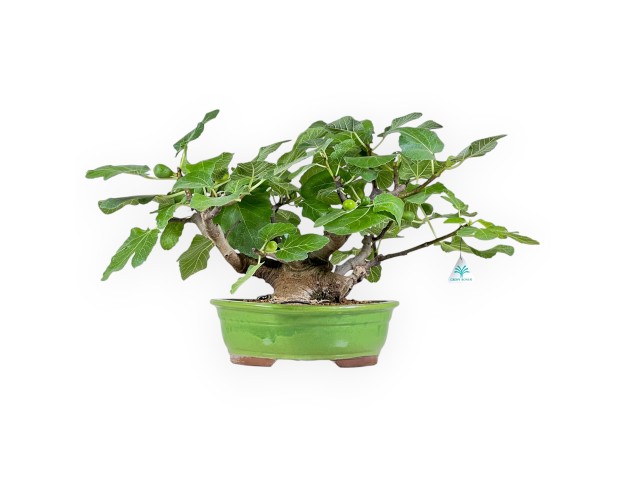 Ficus Carica - Fig - 41 cm