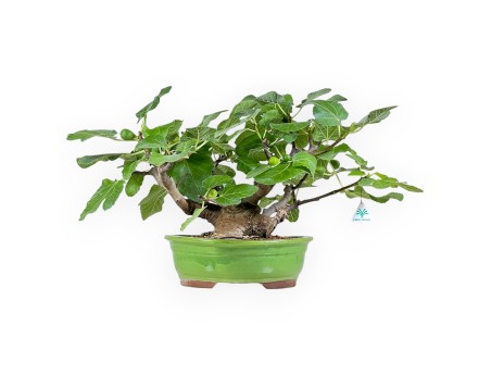 Ficus Carica - Fico - 41 cm