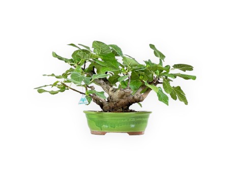 Ficus Carica - Figuier - 41 cm