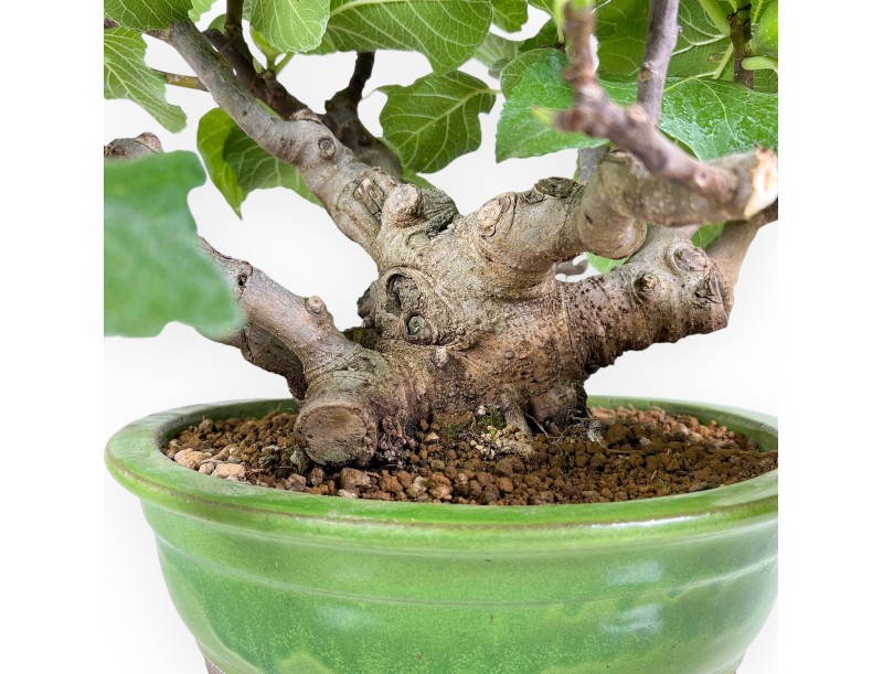 Ficus Carica - Fico - 41 cm