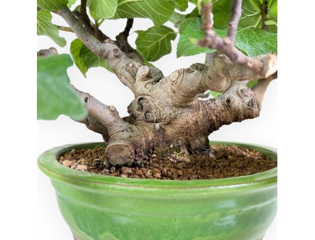 Ficus Carica - Fig - 41 cm