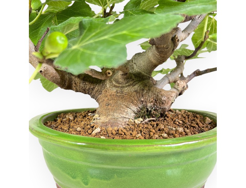 Ficus Carica - Figuier - 41 cm