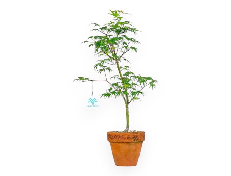 Acer Palmatum Orihime - Acero - 47 cm
