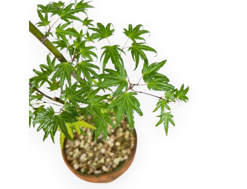 Acer Palmatum Orihime - Ahorne - 47 cm