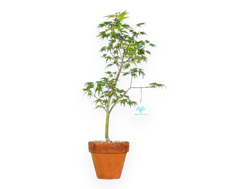 Acer Palmatum Orihime - Esdoorn - 47 cm