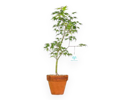 Acer Palmatum Orihime - Esdoorn - 47 cm