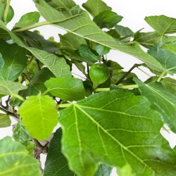 Ficus Carica - Fico - 65 cm