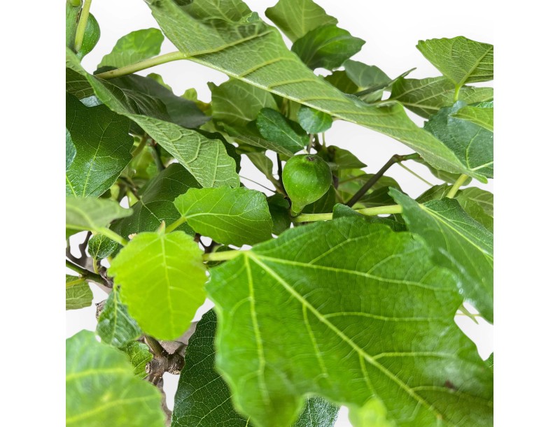 Ficus Carica - Fico - 65 cm