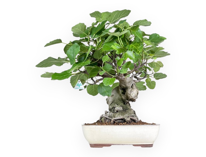 Ficus Carica - Fig - 65 cm