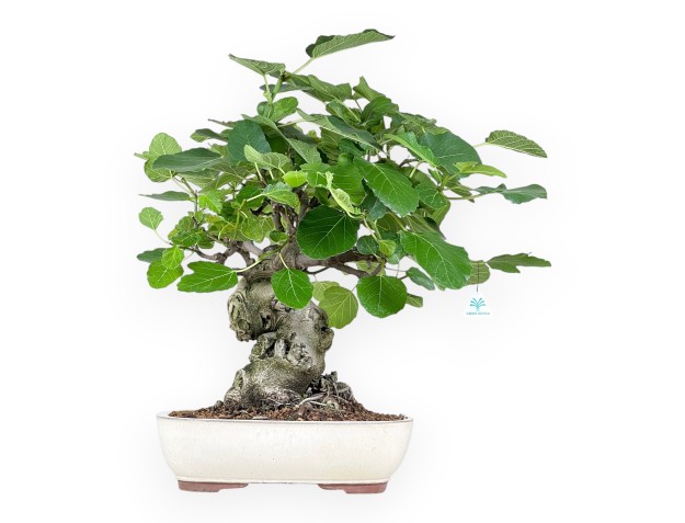 Ficus Carica - Fig - 65 cm