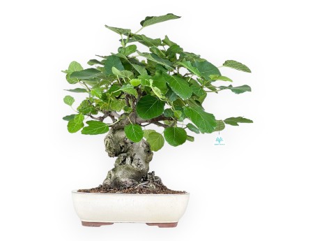 Ficus Carica - Figuier - 65 cm