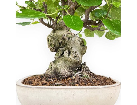 Ficus Carica - Figuier - 65 cm