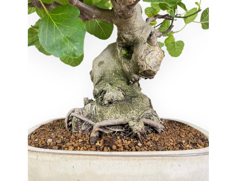 Ficus Carica - Fico - 65 cm