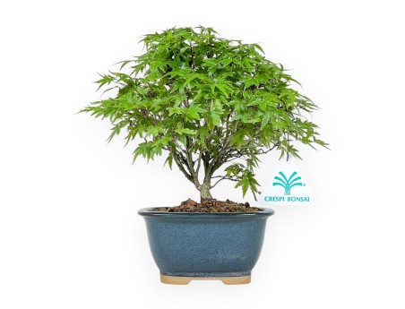 Acer Palmatum Kiyohime - Maple - 22 cm