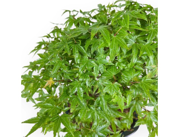 Acer Palmatum Kiyohime - Acero - 22 cm 2