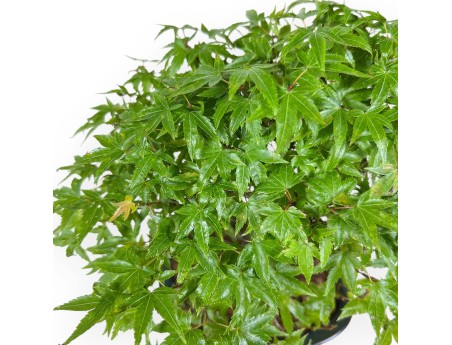 Acer Palmatum Kiyohime - Érable - 22 cm