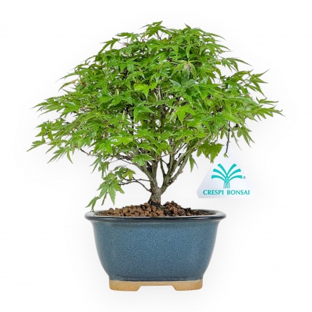 Acer Palmatum Kiyohime - Érable - 22 cm