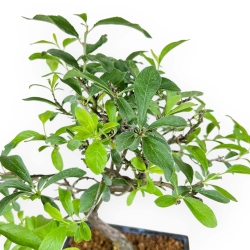 Prunus Pissardii - 38 cm