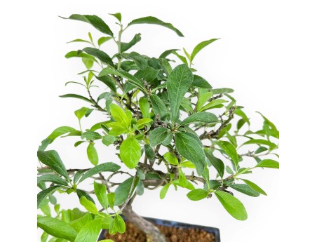 Prunus Pissardii - 38 cm