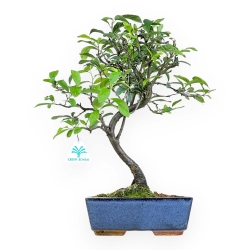 Prunus Pissardii - 38 cm