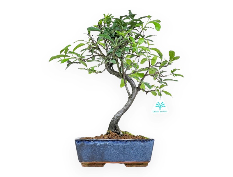 Prunus Pissardii - 38 cm