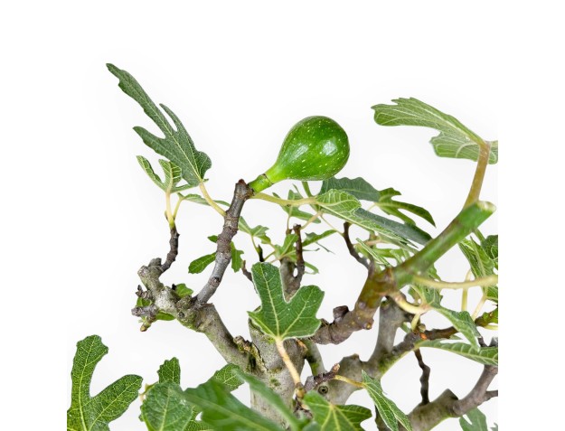 Ficus Carica - Fig - 40 cm 2