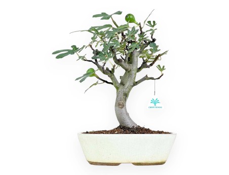 Ficus Carica - Fig - 40 cm