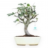 Ficus Carica - Fig - 40 cm