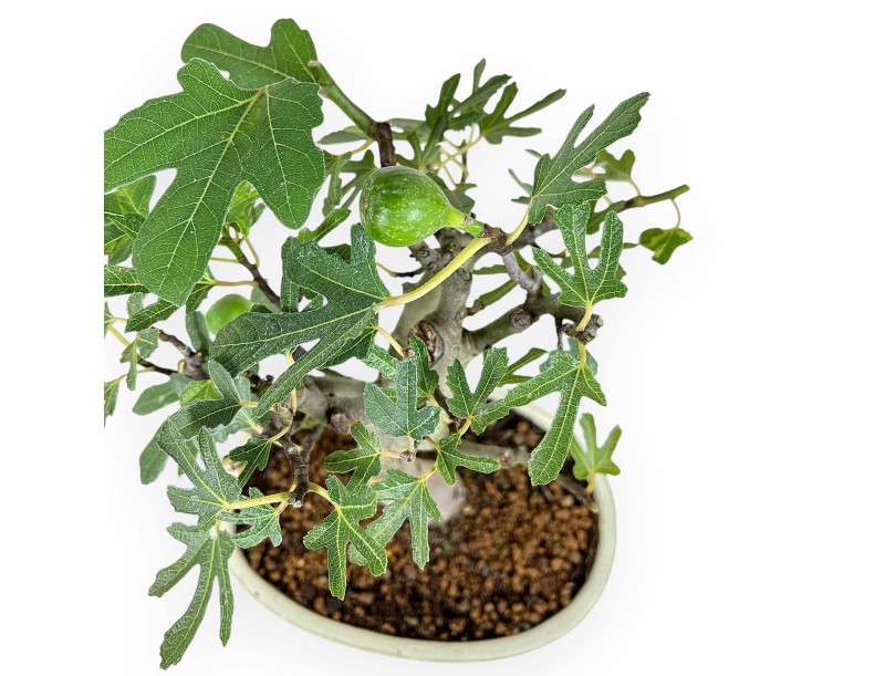 Ficus Carica - Figuier - 40 cm