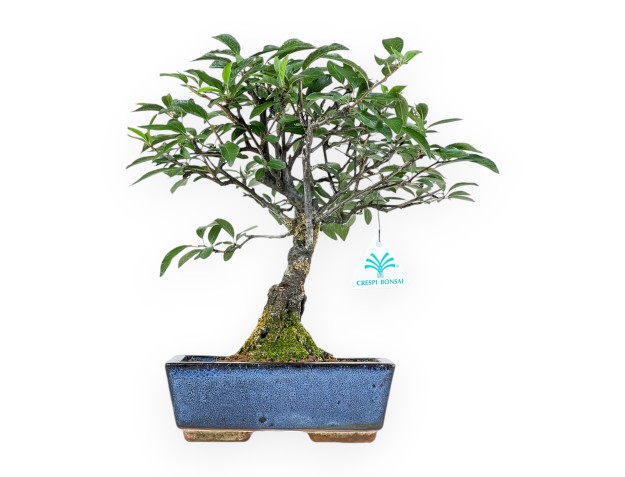 Prunus Pissardii - 33 cm