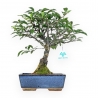 Prunus Pissardii - 33 cm