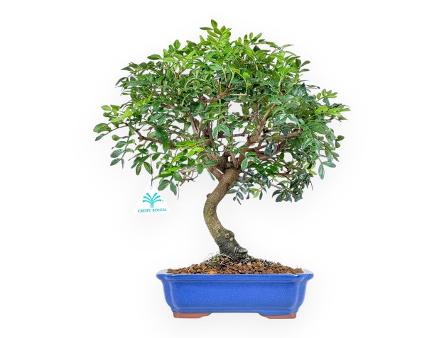 Pistacia Lentiscus - Lentisk Pistache - 40 cm