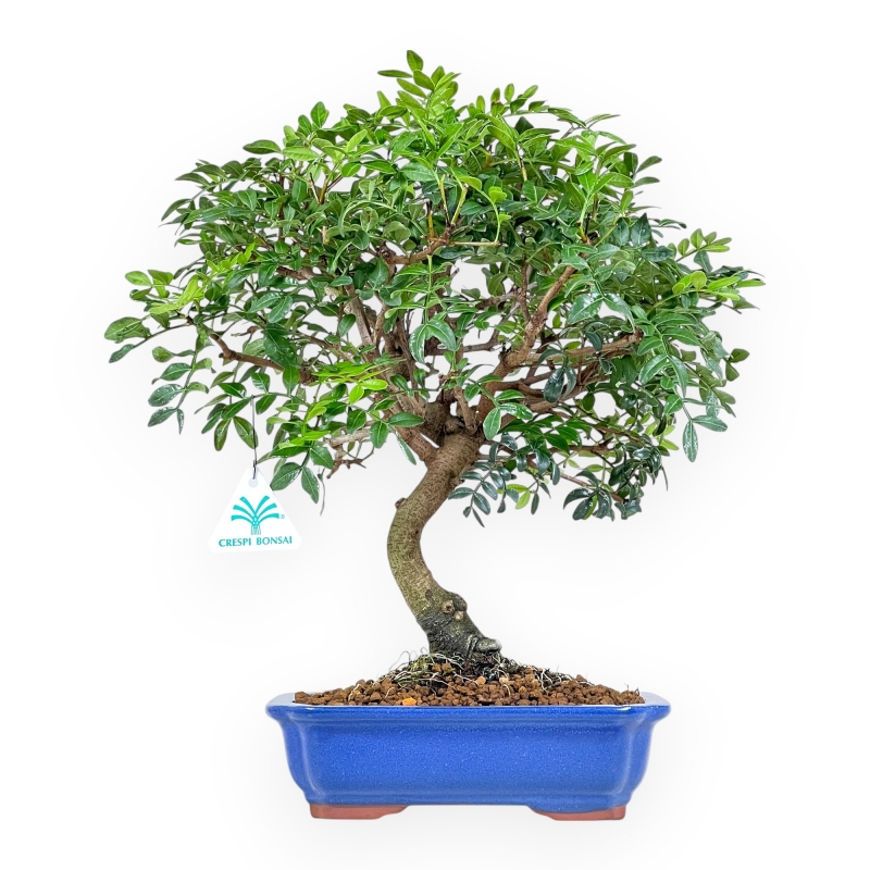Pistacia Lentiscus - Lentisk Pistache - 40 cm