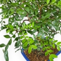 Pistacia Lentiscus - Lentisk Pistache - 40 cm