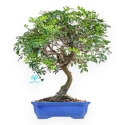 Pistacia Lentiscus - Lentisk Pistache - 40 cm