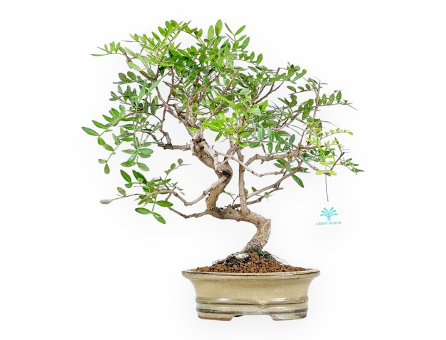 Pistacia Lentiscus - Arbre de Mastic - 44 cm