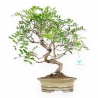 Pistacia Lentiscus - Lentisk Pistache - 44 cm