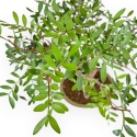Pistacia Lentiscus - Lentisk Pistache - 44 cm