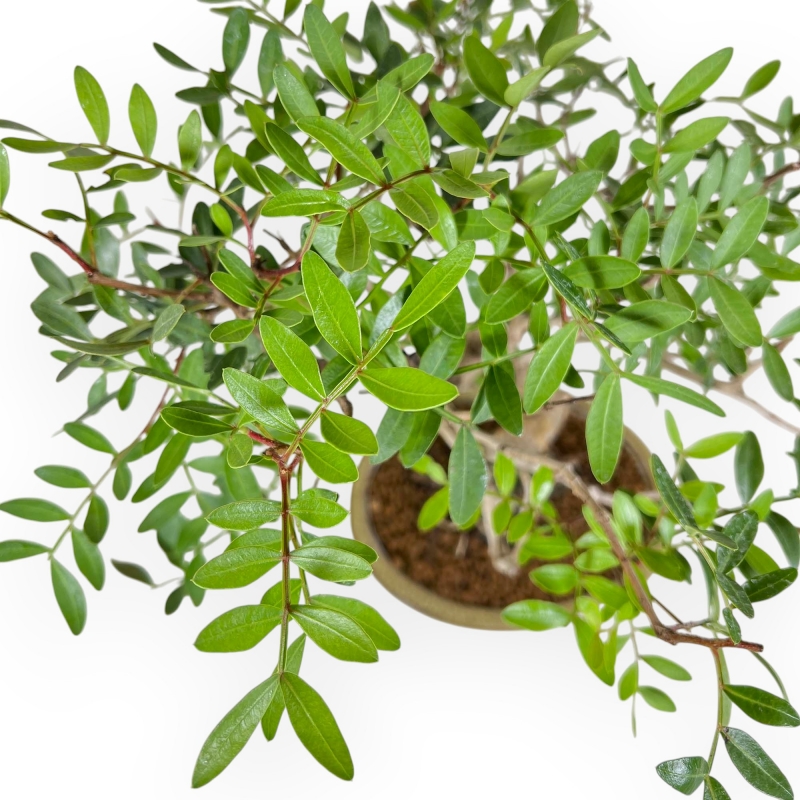 Pistacia Lentiscus - Lentisk Pistache - 44 cm
