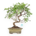 Pistacia Lentiscus - Lentisk Pistache - 44 cm