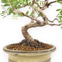 Pistacia Lentiscus - Lentisk Pistache - 44 cm