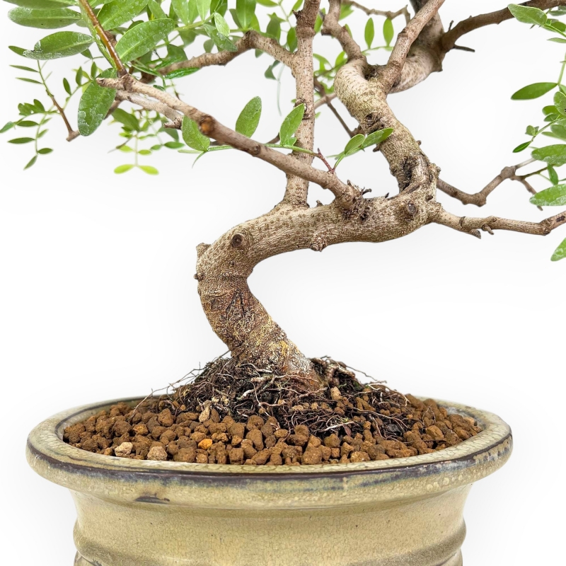 Pistacia Lentiscus - Lentisk Pistache - 44 cm