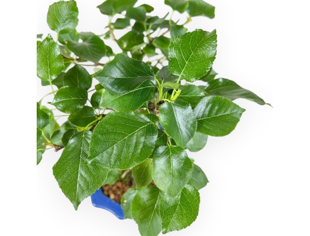 Prunus Mahaleb - Ciliegio Canino - 27 cm 2