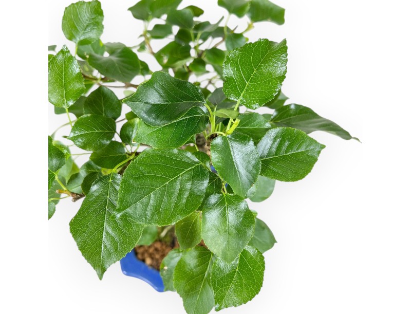 Prunus Mahaleb - Mahaleb Cherry - 27 cm