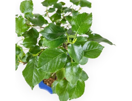 Prunus Mahaleb - Cerezo Canino - 27 cm